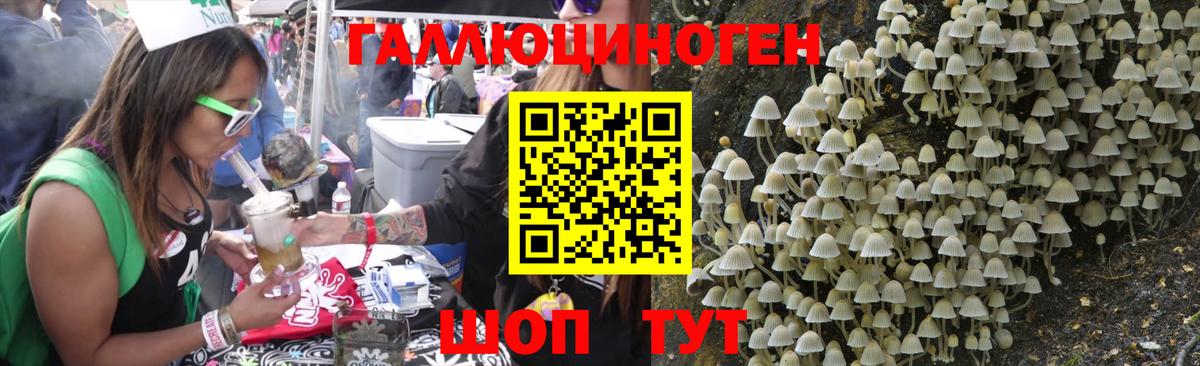 Черногорск  Псилоцибиновые грибы Psilocybine cubensis  Вход с VPN 